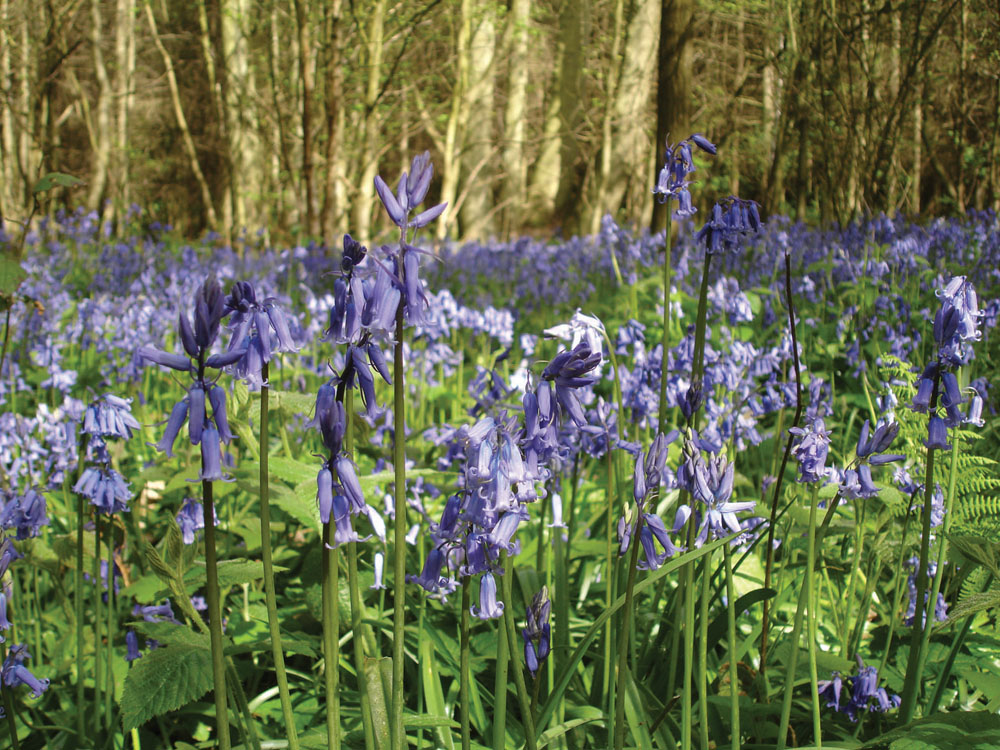 Bluebells