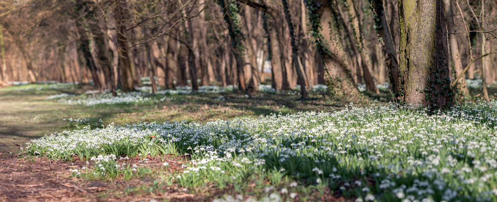 Woodlands with snowdrops
