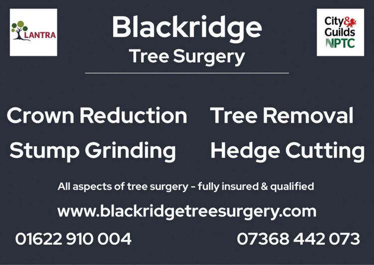 Blackridge Tree Surgery